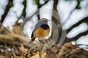 A male black redstart in a beautiful light sitting on a perch at keoladeo national park