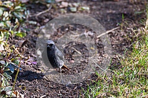 Male Black redstart bird Phoenicurus ochruros