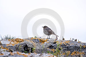 Male black redstart perched in a rock searching for insects