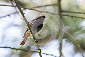 Male black redstart perching on thin branch in summer forest