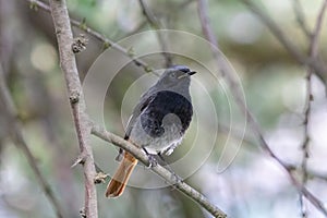 Male black redstart perching on thin branch in summer forest