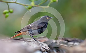 Male Black redstart sits near a water pond