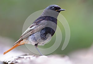 Male Black Redstart tight shot with green background