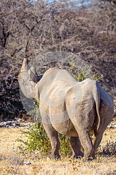 A male black rhino ( Diceros Bicornis) eating from a bush, Etosha National Park, Namibia.