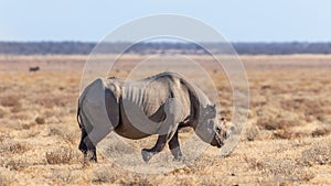 A male black rhino ( Diceros Bicornis) walking in the savannah, Etosha National Park, Namibia.