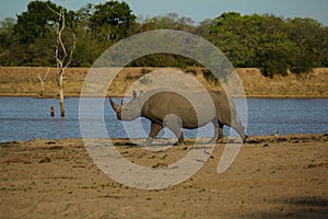 Male Black Rhino