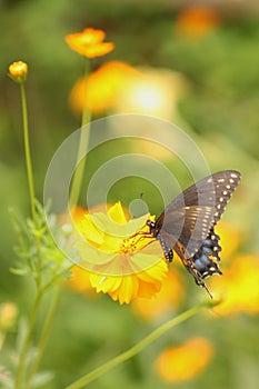 Male Black Swallowtail Butterfly with tattered wings