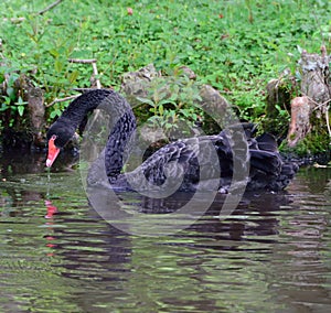 Male Black Swan