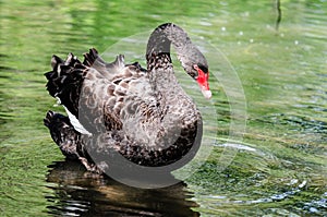 Male black swan on Woburn lake in England