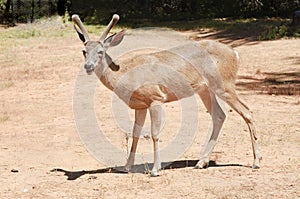 Male Black-tailed deer
