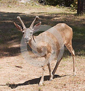 Male Black-tailed deer