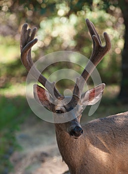 Male black-tailed deer