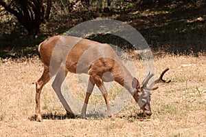 Male black-tailed deer