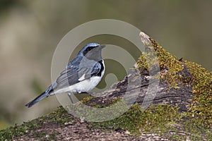 Male Black-throated Blue Warbler perched on a mossy log