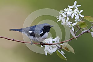 Male Black-throated Blue Warbler perched on a serviceberry branch