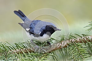 Male Black-throated Blue Warbler perched on a white spruce branch