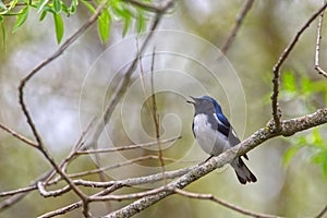 Male Black-throated Blue Warbler Setophaga caerulescens Singing