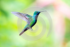 A male Black-throated Mango Anthracothorax nigricollis, hovering with a pastel background