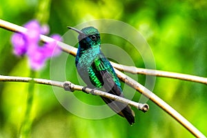 A male Black-throated Mango hummingbird (Anthracothorax nigricollis