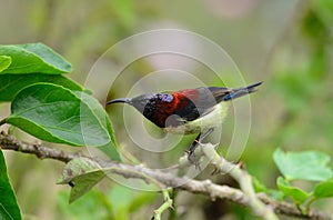 Male black throated sunbird