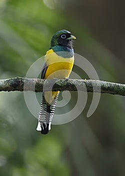 Male Black-throated Trogon Perched in a Panama Rainforest