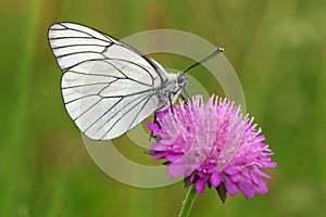 Male of Black-veined White butterfly, Aporia crataegi