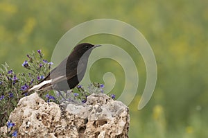 Black wheatear, Oenanthe leucura