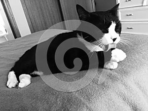 Male Black and White Cat Bathing