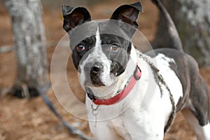 Male black and white Pointer mix dog with collar and rabies tag outside on leash. Dog rescue pet adoption photography for humane