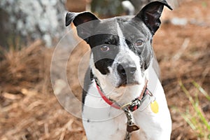 Male black and white Pointer mix dog with collar and rabies tag outside on leash. Dog rescue pet adoption photography for humane