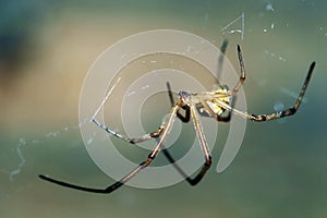 Male Black Widow Spider