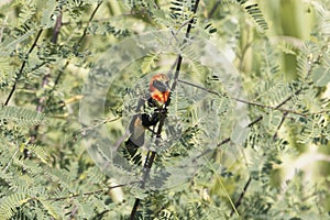 Male Black-winged red bishop, Euplectes hordeaceus, hidden in a bush