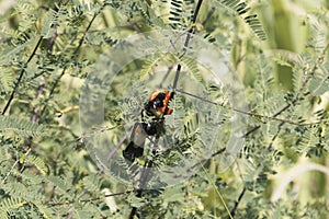 Male Black-winged red bishop, Euplectes hordeaceus, hidden in a bush