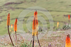 Male Black-winged red bishop, Euplectes hordeaceus, hidden in a bush