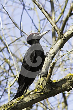 A male of black woodpecker / Dryocopus martius photo