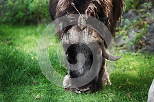 Male black Yak with long dark fur and big horns