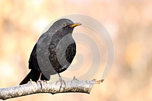 Male blackbird