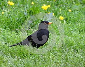 Male blackbird among dewy grass and buttercups