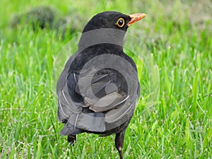 A male blackbird on a lawn during late summer photo