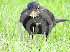 Male blackbird fossicking on lawn for insects