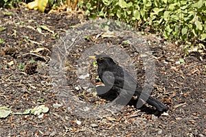 Male blackbird in a garden