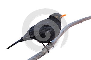 Male blackbird isolated on white background