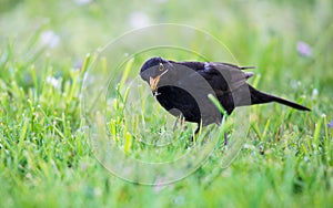 Blackbird in the meadow