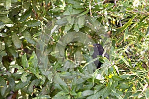 Male blackbird (merula tordus) hiding in foliage