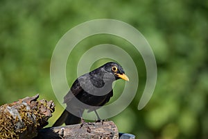 Male blackbird perching on a log