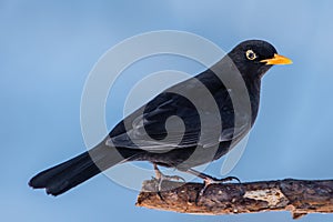 Male blackbird perching on a pine branch in profile