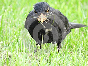 Male blackbird fossicking on lawn for insects photo