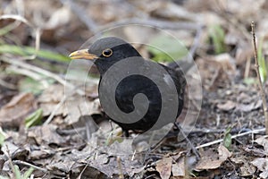 A male blackbird in spring