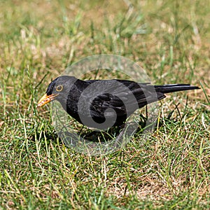 Male blackbird,  turdus merula, collecting garden suet food in beak