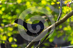 male Blackbird Turdus merula perched on the branch of a tree